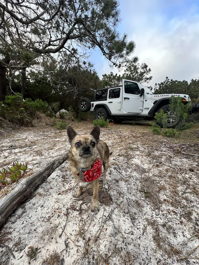 A small dog in a red bandana in a pine forest, the car behind